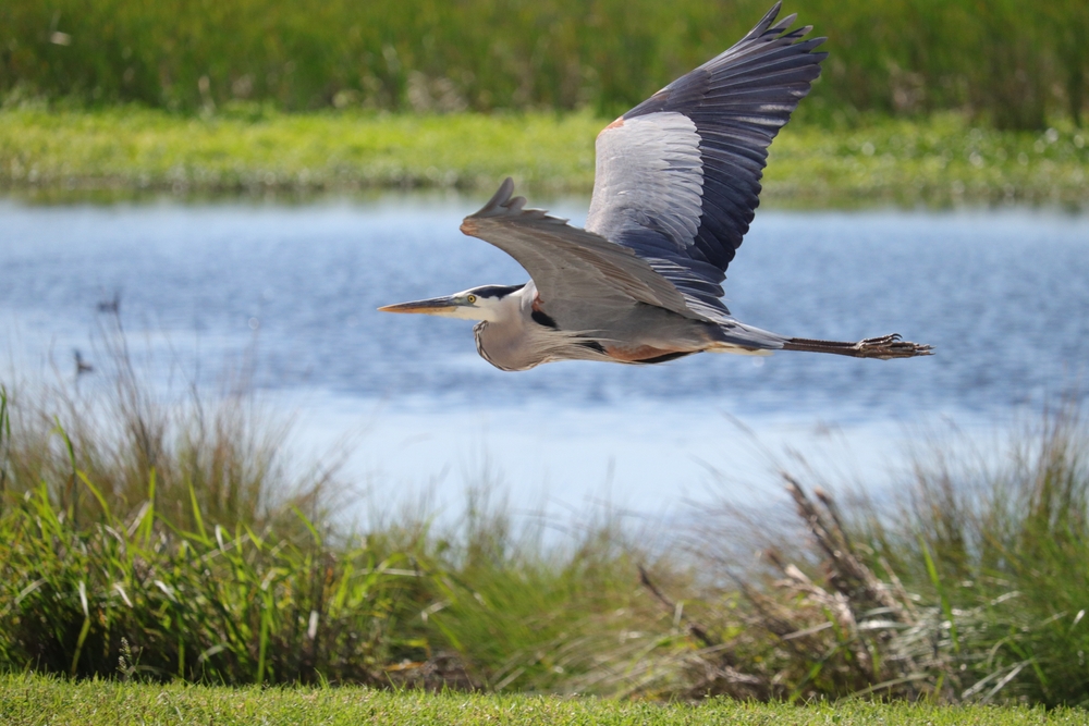 Bird-Watching Bliss: Discovering St. Petersburg’s Bird Life Near Our CCRC